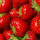 Erdbeeren Erdbeeren