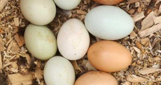 Die Eier sind von Blau- und Grünlegern und von Marans und einer Sussex Henne.